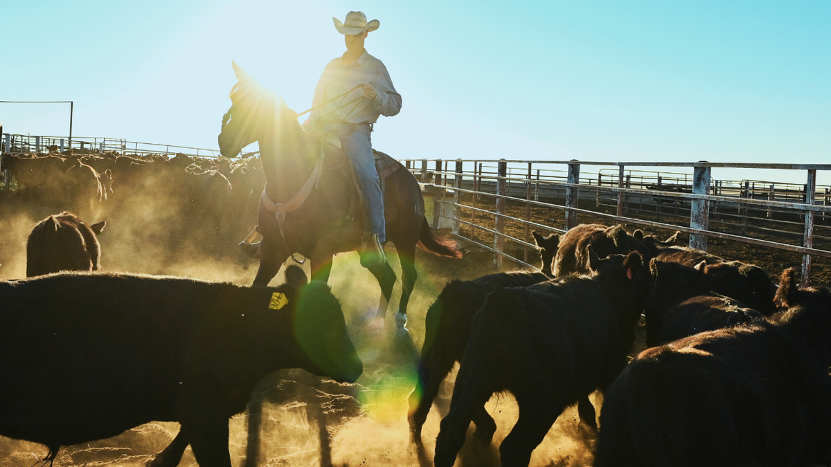 A rancher in Nebraska rounds up cattle ahead of an auction
