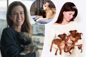 Exclusive | I spent $50K cloning my dead dog — here’s what it’s like having a duplicated pup