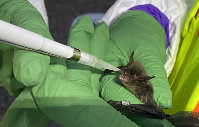 A closeup shot shows a little brown bat in the hands of a researcher wearing green nitrile gloves. Another researcher also wearing green nitrile gloves administers a liquid vaccine into the bat's open mouth with a pipette.