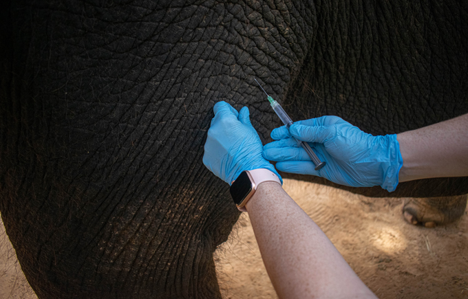 A researcher wearing blue nitrile gloves administers a vaccine to an elephant's thigh. The image is a closeup and only the researcher's hands and the elephant's leg are visible.