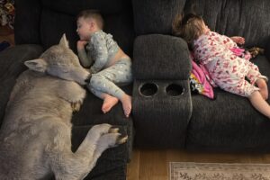 ‘Frozen’ newborn calf snuggles with kids on Kentucky family couch to escape bone-chilling weather: photos