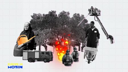 Where are Europe’s forests growing fastest?