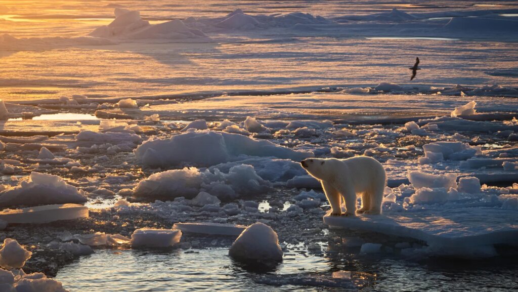 Polar bears in the Barents Sea are staying fat despite rapid sea ice loss