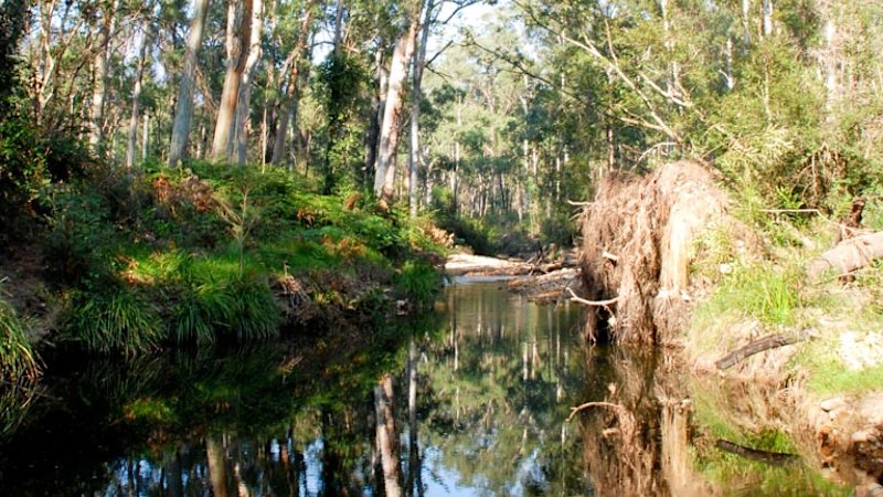 Boy found dead in Blue Gum Forest, Grose Valley