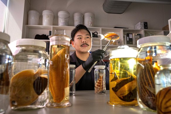 Dr Tea has brought scores of new fish species to the attention of science with his taxonomic work.