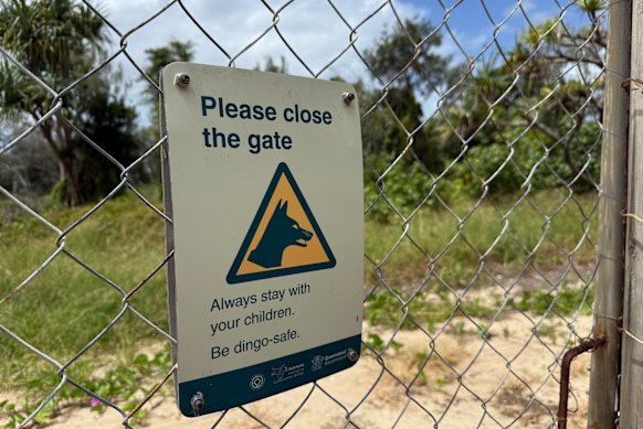 K’gari’s largest hotel, Kingfisher Resort, is bordered by dingo-proof fencing. It’s the only resort on the island that doesn’t require a 4WD to access, so is a popular destination for first-time visitors and families.