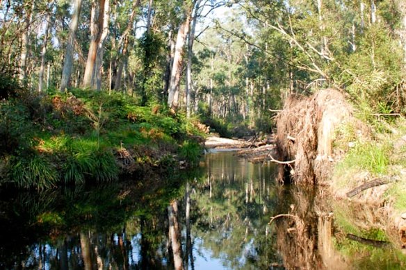 A creek in Blue Gum Forest in the Blue Mountains National Park