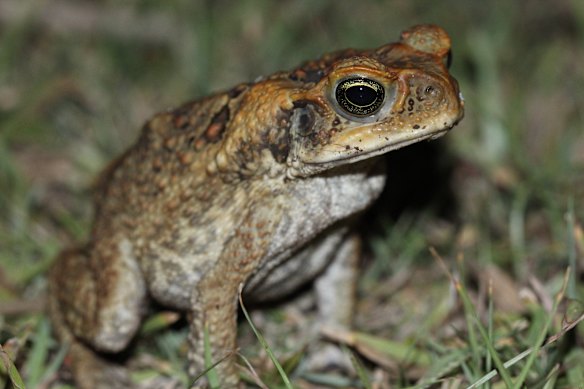 Cane toad numbers are currently high due to recent warm and wet conditions.