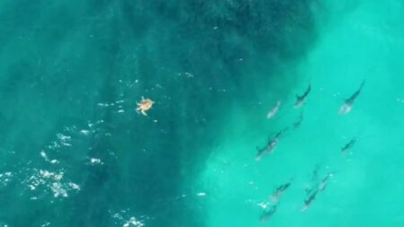 Incredible feeding frenzies at popular Queensland beaches
