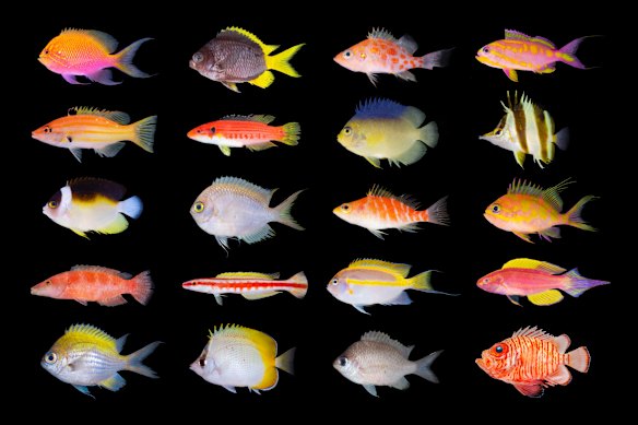 Some of the fish Dr Tea has named and described.