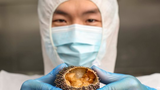 Unprocessed long-spined sea urchins.