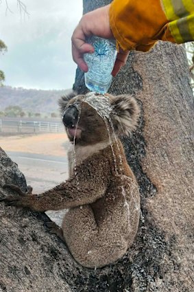 A firefighter helps a koala cool down near the Longwood fireground.