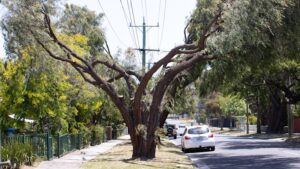 Melbourne councils call for reduced power line clearance to protect urban trees