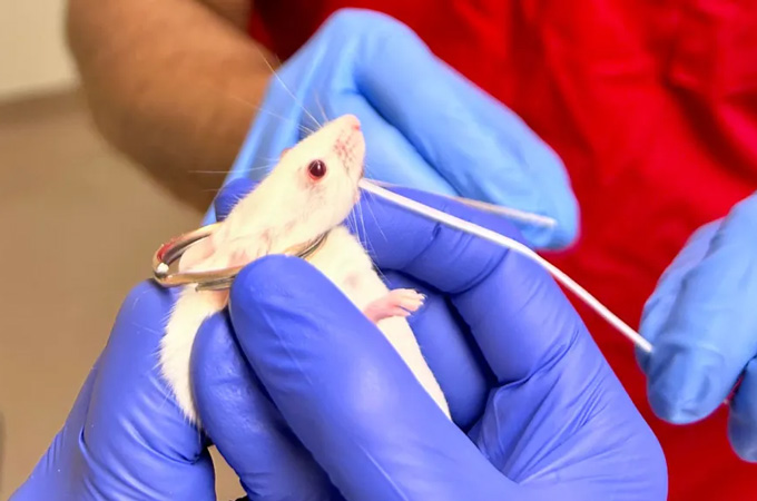 Purple-gloved hands hold a small white mouse while a second set of blue-gloved hands gently run dental floss through the rodent's teeth.