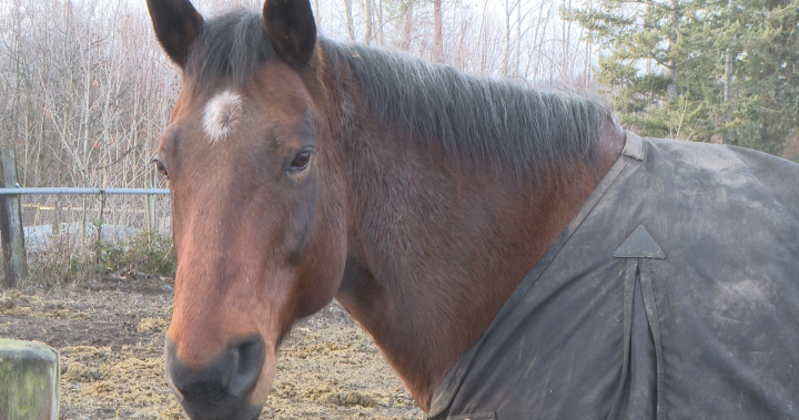 ‘Strangles’: Highly contagious bacterial disease threatens Okanagan horses