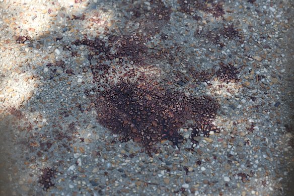 Blood stains on the driveway.