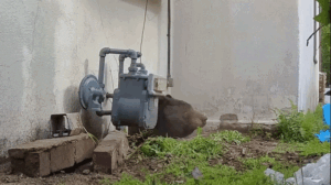 550-pound bear finally evicted from California home after bizarre strategy ends monthlong ordeal