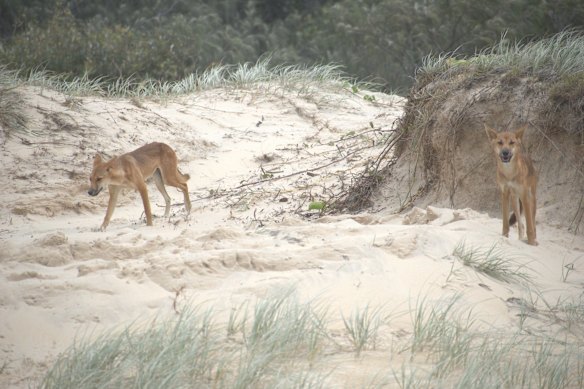 Dingoes roam on K’gari last year. 