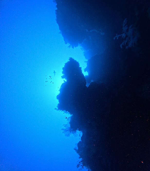 Looking up: the view from a mesophotic reef.