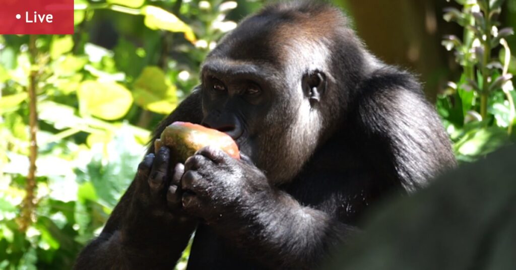 BoM issues severe weather warnings as temperatures soar above 40 in Victoria; extreme bushfire risk declared for Wimmera; Adelaide, Perth, Hobart swelter