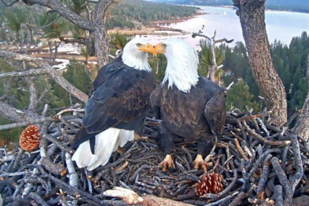 Famous bald eagle lovebirds welcome first egg of the year — setting off wild journey to keep it alive