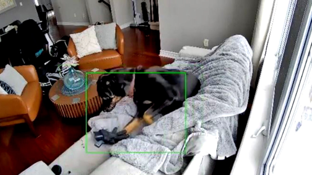 dog looking at glove on couch