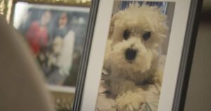 Video captures small dog being fatally mauled by neighbour’s dog in Surrey, B.C.
