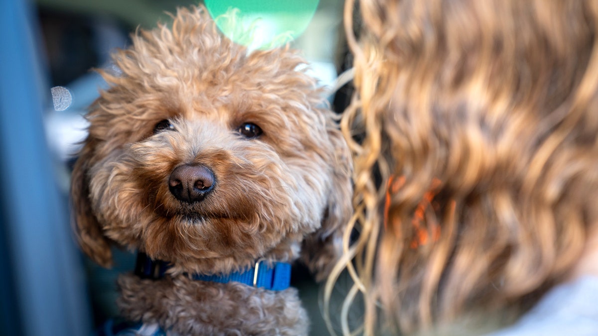 Puppy rescued with a person holding him
