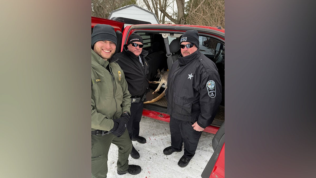 Kangaroo rescue virginia snow