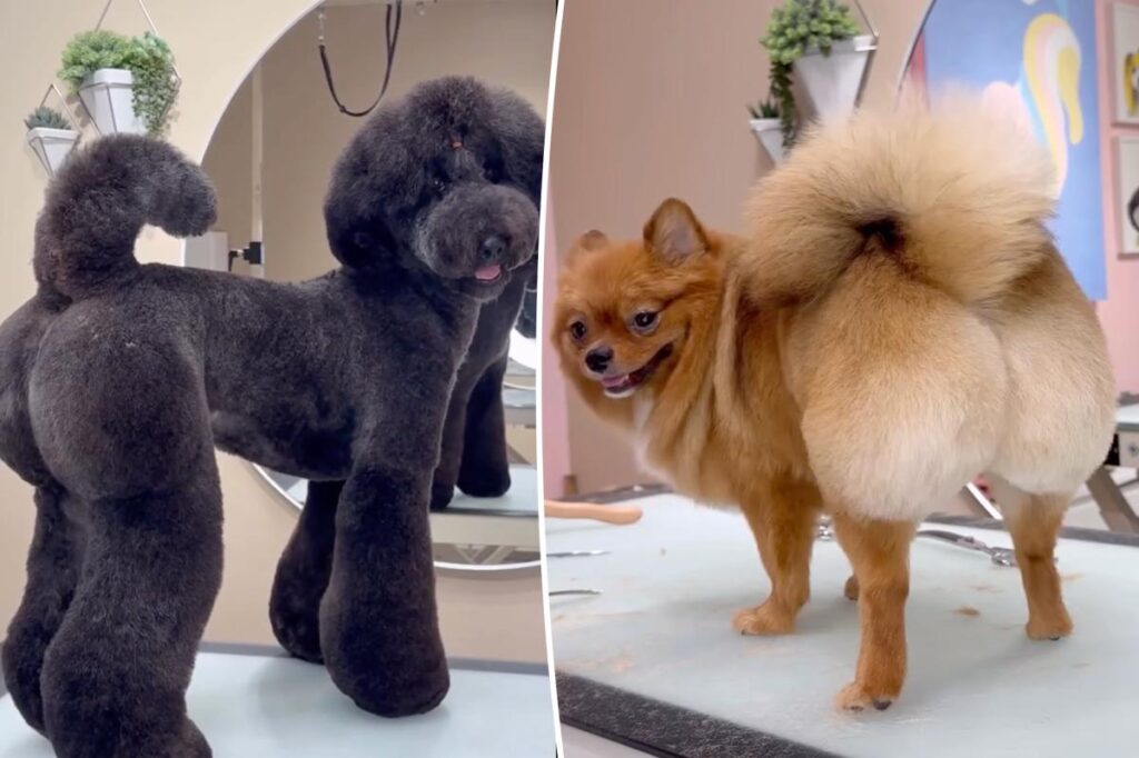 Baby’s got back: Meet groomer behind the BBL craze – for pooches