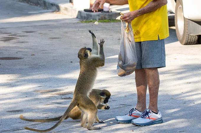 A man tosses a potato chip to two vervet monkeys. One monkey is waiting for it with outstretched arms while the other munches on another potato chip.