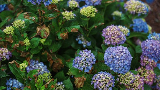 Extreme weather can leave your garden looking far less lovely than in years past.
