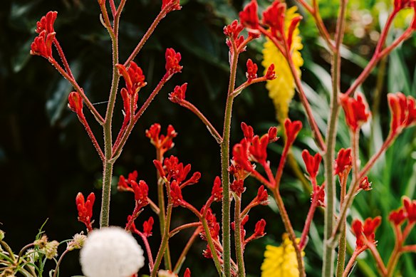 Kangaroo Paws are resilient once established.