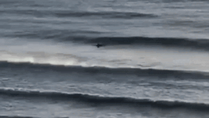 Shark deterrence devices that Sydney surfers and divers swear by