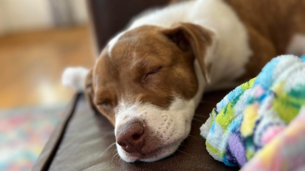 Here’s How to Turn Your Favorite Pet Photo Into a Cute iPhone Emoji