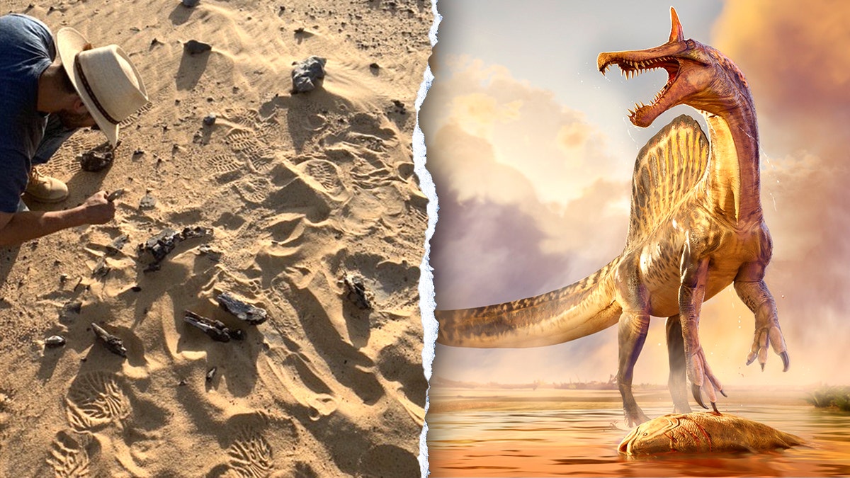 Fossil bones in Sahara Desert next to dinosaur drawing