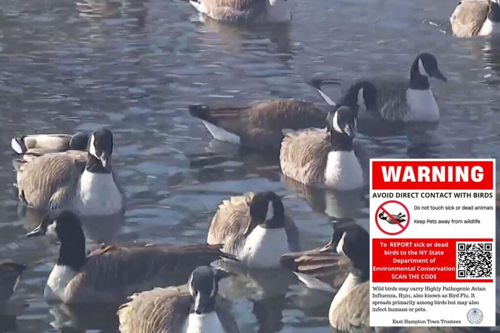 Hundreds of geese dying around picturesque Hamptons pond — fueling bird-flu outbreak worries