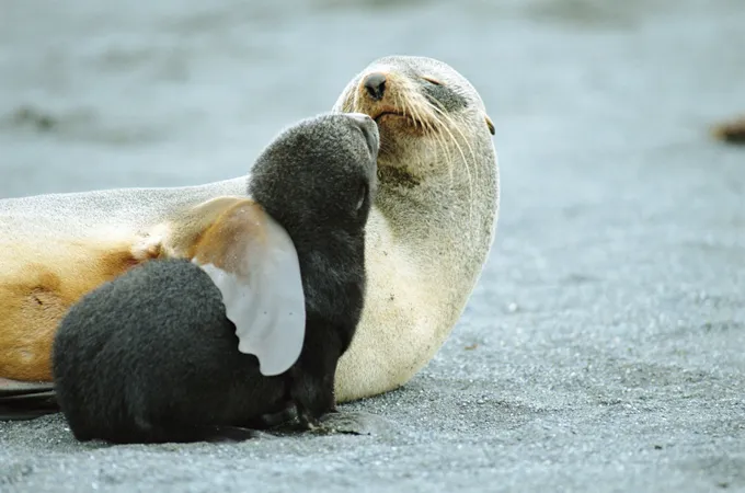 A photograph of an Antarctic fur seal and her pup. The seals, along with emperor penguins, are now considered Endangered.