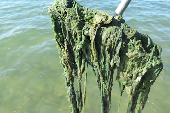 The algae once spread across the bay in huge sheets. 
