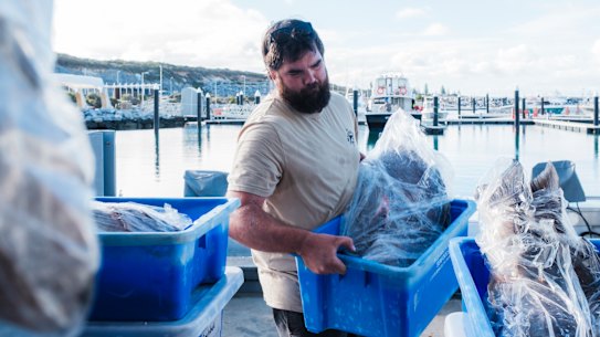 Anthony Haslewood of Revolution Fisheries loading a catch at Augusta boat ramp.