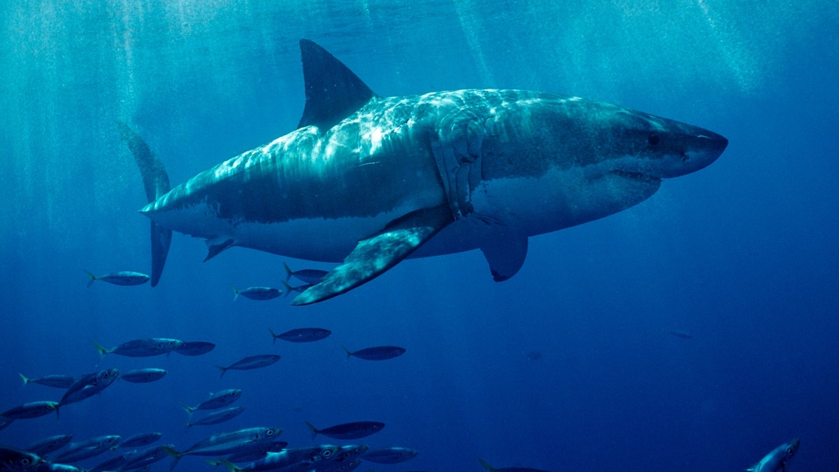 A great white shark swimming underwater off the coast of California
