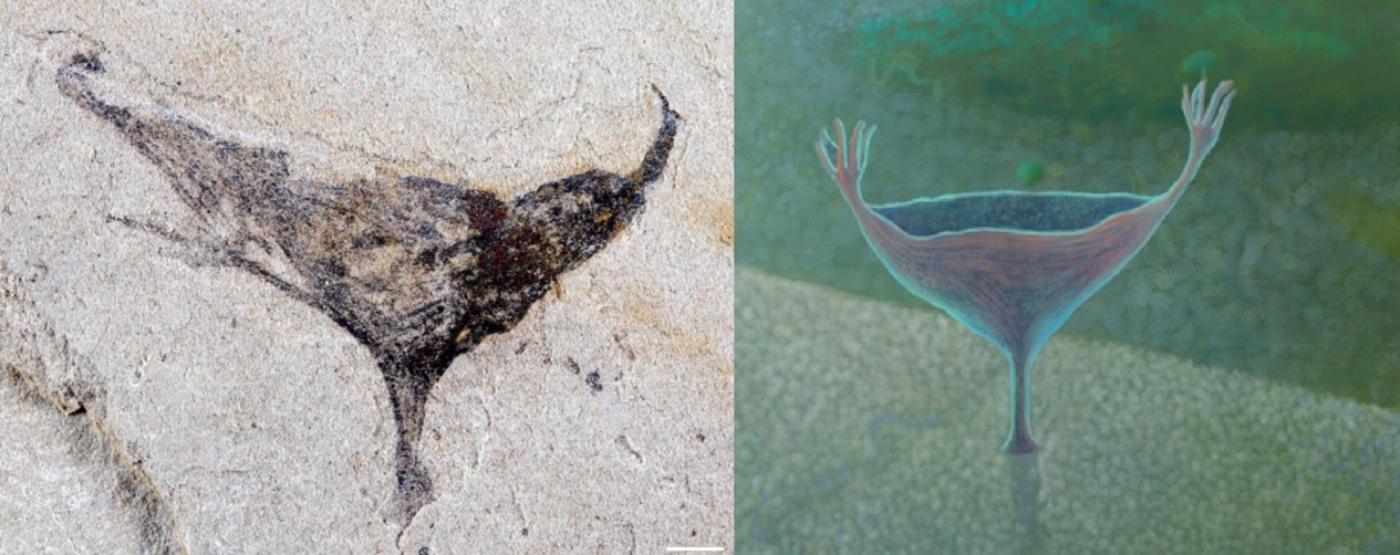 A fossil on the left and illustration on the right of creature that looks like a martini glass