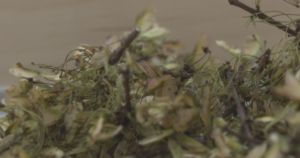 Why Canadian seeds are on their way to the moon with Artemis II