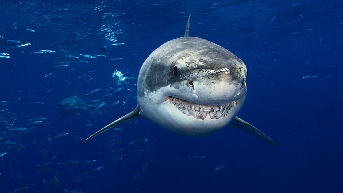 Great white shark swimming near Guadalupe Island with mouth open showing large teeth