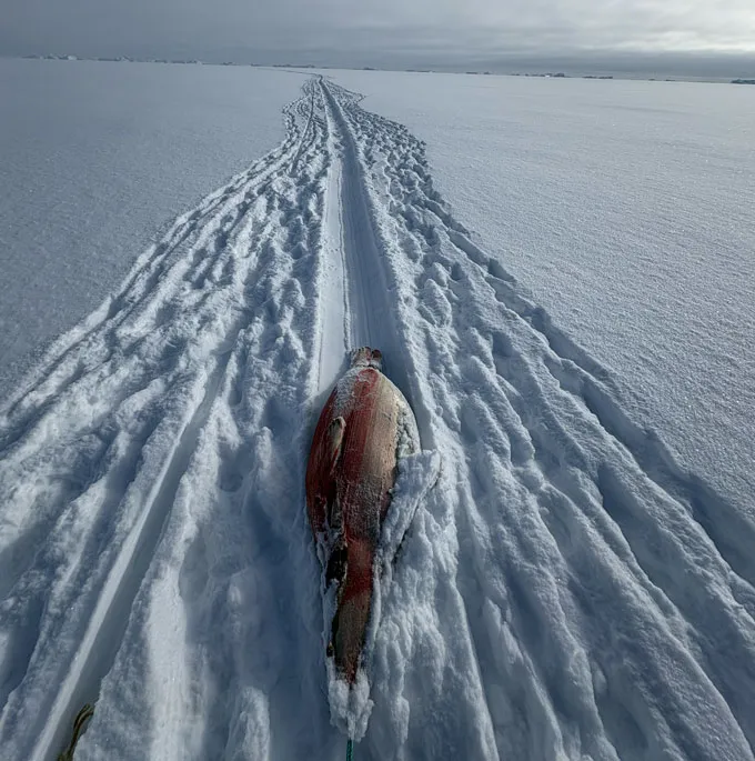 A Greenland skier drags a seal carcass behind him.