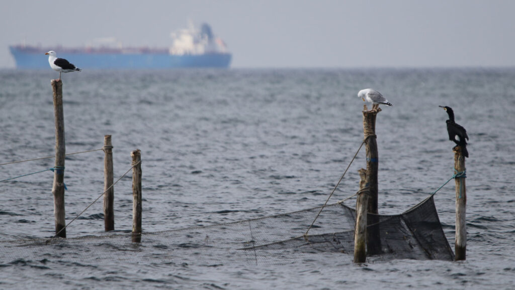 Seabirds weren’t fooled by a scarecrow-like buoy with rotating eyes