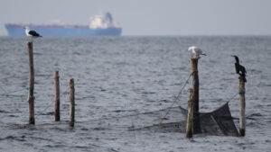 Seabirds weren’t fooled by a scarecrow-like buoy with rotating eyes