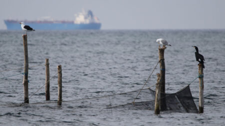 Seabirds weren’t fooled by a scarecrow-like buoy with rotating eyes