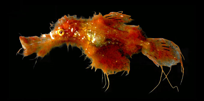 A shaggy looking red ghost pipefish is seen on a black background.