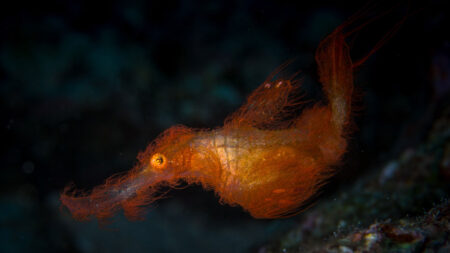 Meet ‘Snuffleupagus,’ a newfound fish sporting shaggy camouflage